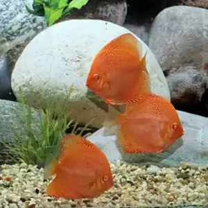 Diskus Red Leopard, 8cm Neu Im Sortiment