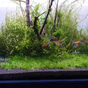 Schneller Versand Melanotaenia boesemani spec. Rot - Group 10 (Roter Boesemani Lake Aitinjo)