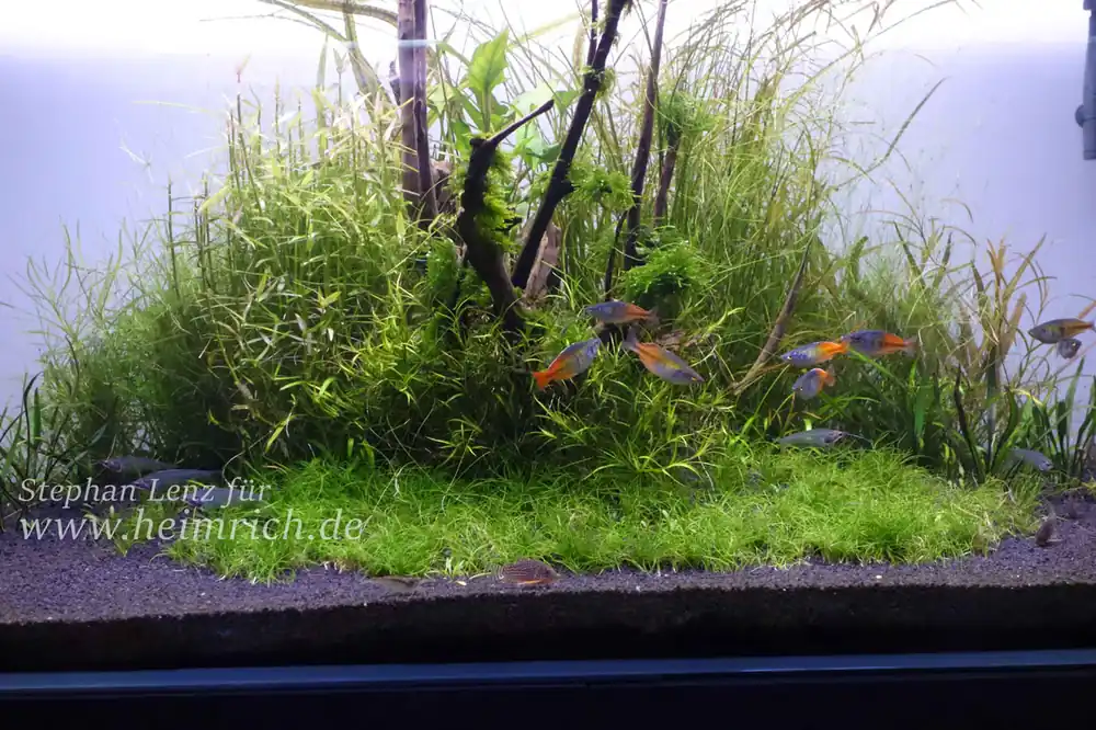 Schneller Versand Melanotaenia boesemani spec. Rot - Group 10 (Roter Boesemani Lake Aitinjo)