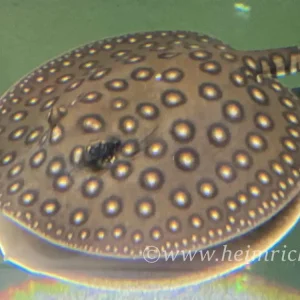Kracherpreis Potamotrygon motoro-female (Pfauenaugen-Stechrochen)