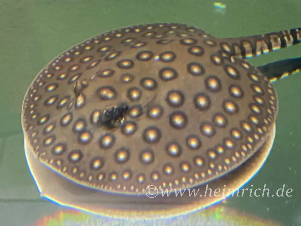 Kracherpreis Potamotrygon motoro-female (Pfauenaugen-Stechrochen)