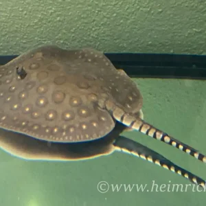 Günstig Potamotrygon motoro-male (Pfauenaugen-Stechrochen)