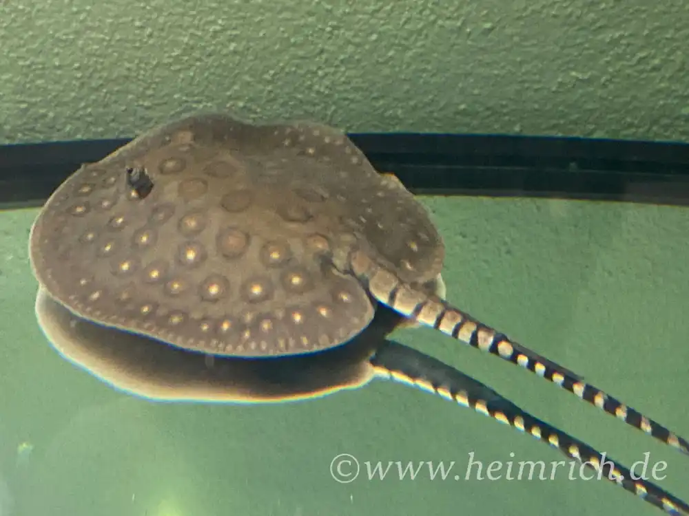 Günstig Potamotrygon motoro-male (Pfauenaugen-Stechrochen)