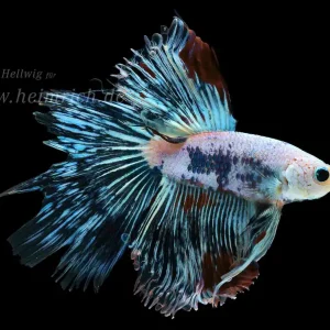 Siam. Kampffisch Halfmoon Multicolor Blue/White (Betta splendens) Rabatt