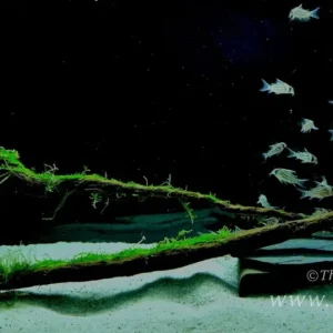 Corydoras schwarzii, XL (Schwarz' Bänderpanzerwels) Direkt Vom Hersteller