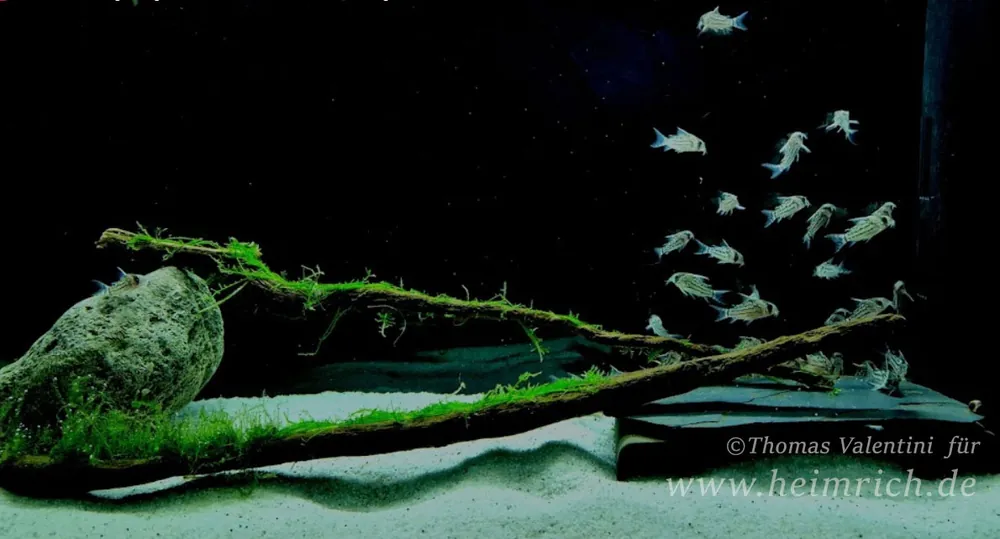 Rabatt Corydoras schwarzii, XL 5er-Gruppe (Schwarz' Bänderpanzerwels)