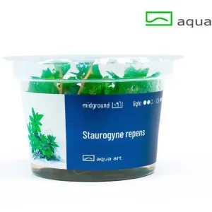 Preisknaller Staurogyne repens - 3er-Set