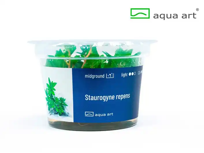 Staurogyne repens - 5er-Set Nur Für Kurze Zeit