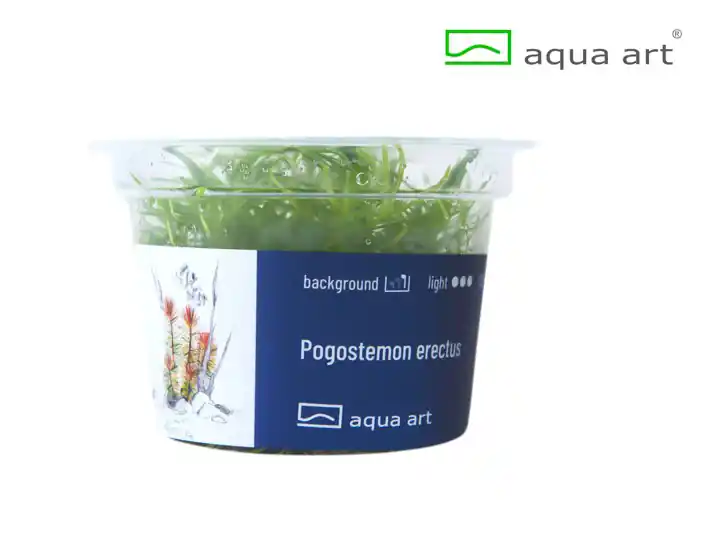 Solange Der Vorrat Reicht Pogostemon erectus - 3er-Set