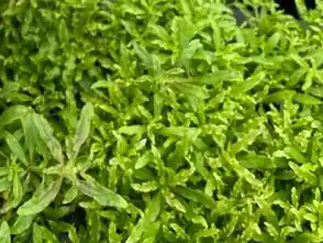 Pogostemon helferi - 10 Stk Direkt Vom Hersteller