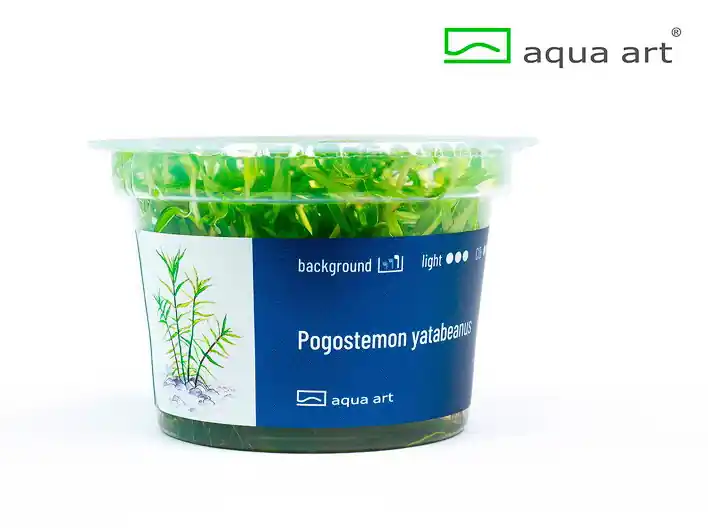 Direkt Vom Hersteller Pogostemon yatabeanus - 5 Stk
