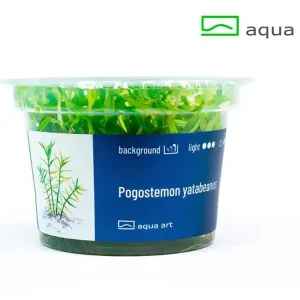 Rabatt Pogostemon yatabeanus - 10 Stk
