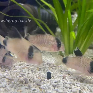 Corydoras panda, XL 10er-Zuchtgruppe (Panda-Panzerwels) Bestpreis