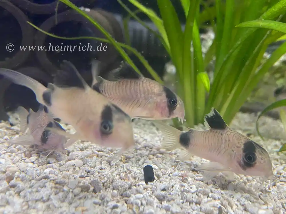 Corydoras panda, XL 10er-Zuchtgruppe (Panda-Panzerwels) Bestpreis