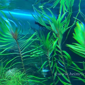 Direktkauf Eichhornia azurea (Palmwedelkraut) - 3 Töpfe