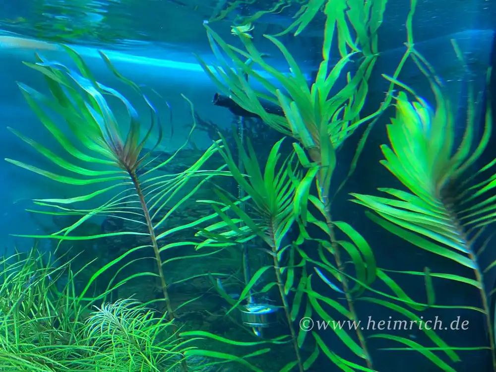 Direktkauf Eichhornia azurea (Palmwedelkraut) - 3 Töpfe