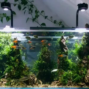 Melanotaenia boesemani spec. Orange - Group 5 (Boesemani Regenbogenfisch) Must-Have