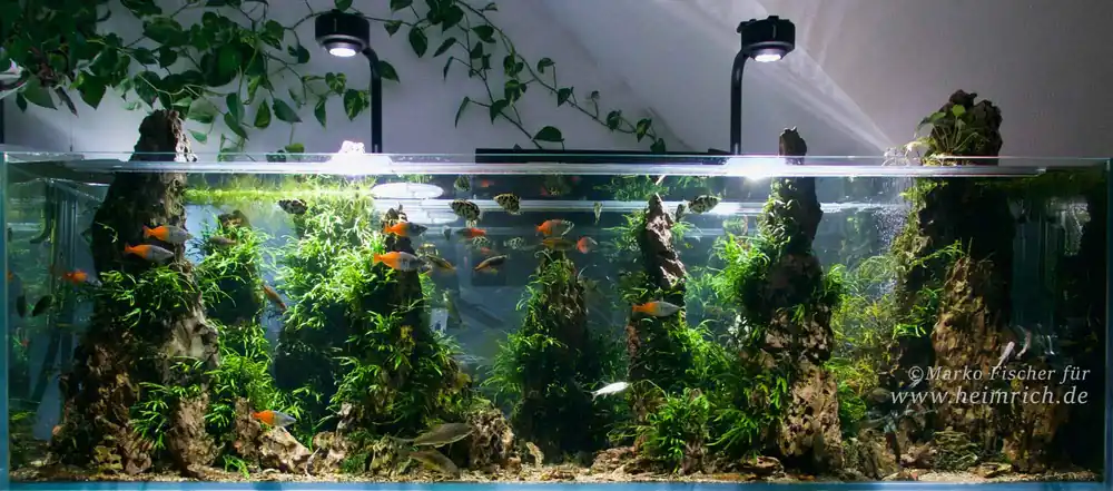 Melanotaenia boesemani spec. Orange - Group 5 (Boesemani Regenbogenfisch) Must-Have