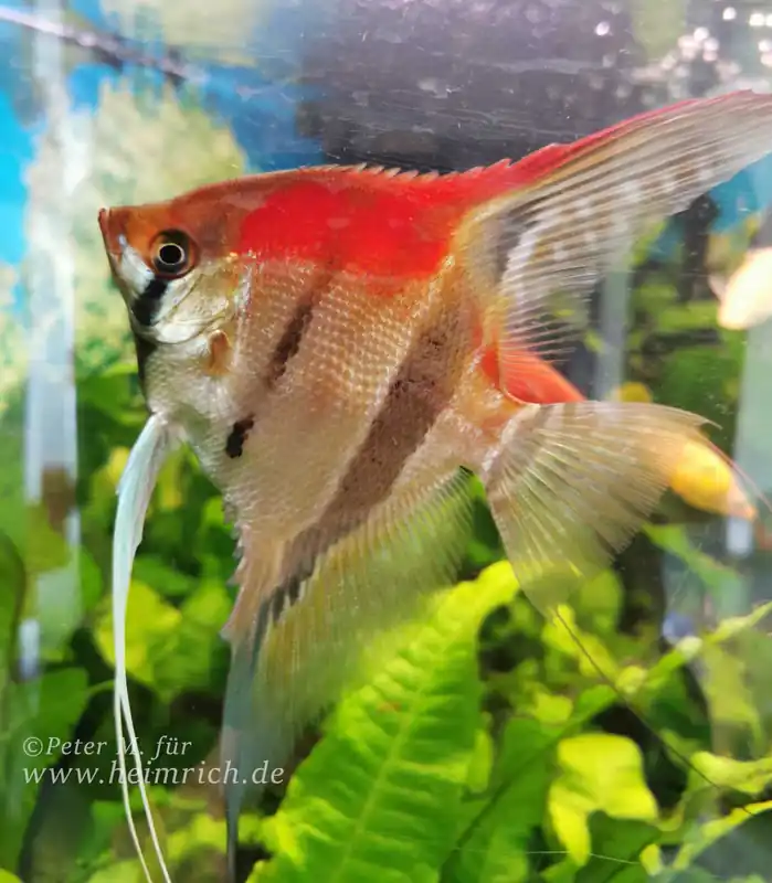 Pterophyllum spec. Manacapuru, med (Manacapuru Rotrücken Skalar) Meistverkauft