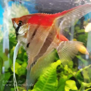 Neuheit Pterophyllum spec. Manacapuru, large 4er-Group (Manacapuru Rotrücken Skalar)