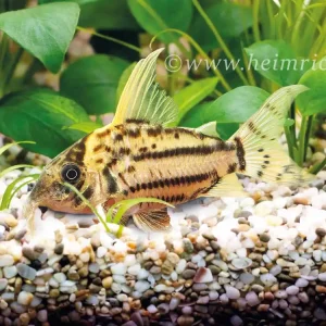Corydoras pulcher, SHOW (Schöner Hochflossenpanzerwels) Markenware