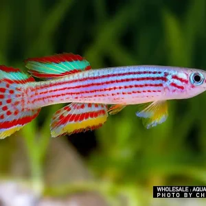 Aphyosemion striatum, male (Gestreifter Prachtkärpfling) Sale