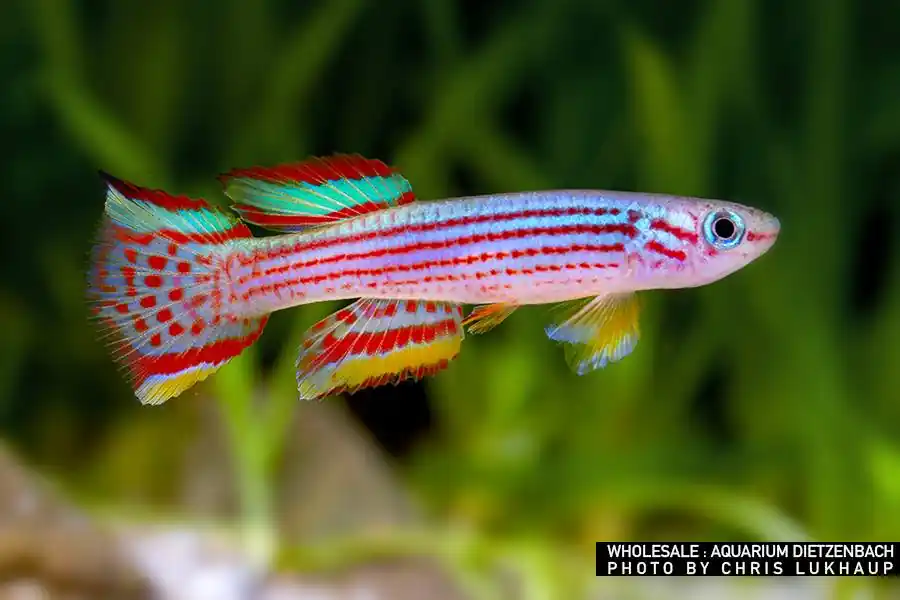 Schnäppchen Aphyosemion striatum, 4er-Gruppe (Gestreifter Prachtkärpfling)