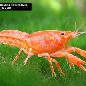 Ausverkauf Cambarellus patzcuarensis CPO, 3er-Gruppe (Oranger Zwergkrebs)