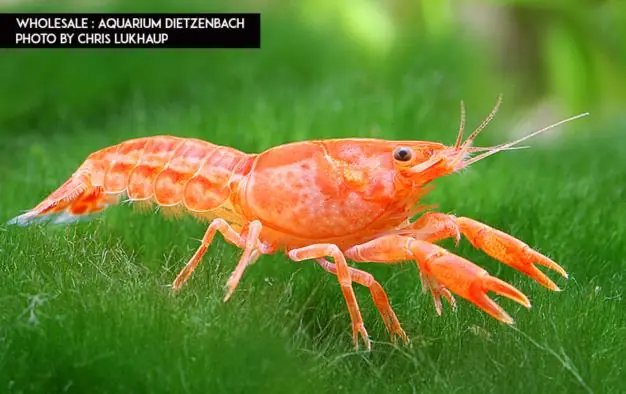 Ausverkauf Cambarellus patzcuarensis CPO, 3er-Gruppe (Oranger Zwergkrebs)