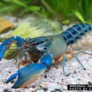 Solange Der Vorrat Reicht Cherax misolicus, female (Krebs spec. Misool Flusskrebs)