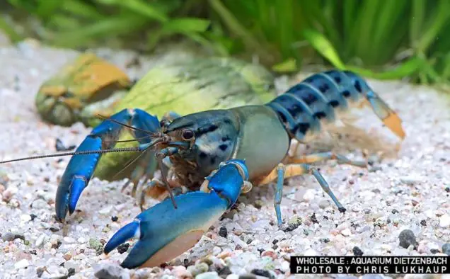 Solange Der Vorrat Reicht Cherax misolicus, female (Krebs spec. Misool Flusskrebs)