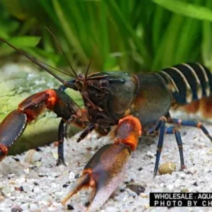 Super-Preis Cherax peknyi, male (Krebs spec. Zebra Kiunga Red)