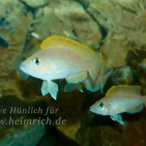Direktkauf Neolamprologus caudopunctatus XL, male (Gelbflossen Tanganjikabuntbarsch)