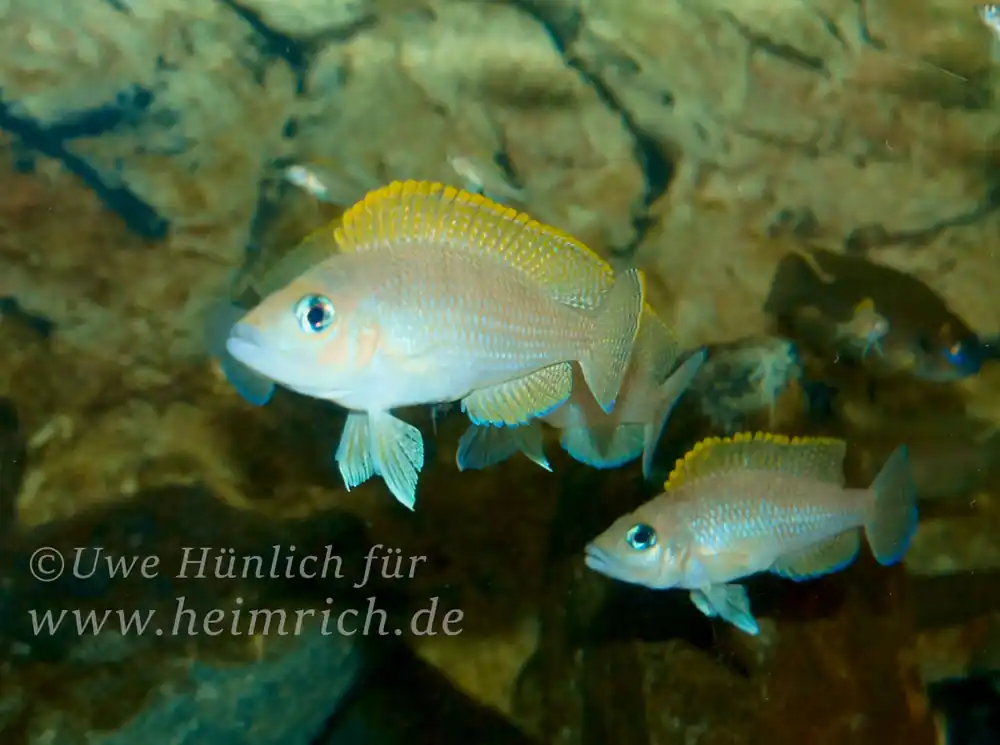 Direktkauf Neolamprologus caudopunctatus XL, male (Gelbflossen Tanganjikabuntbarsch)