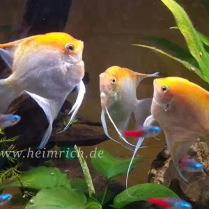 Pterophyllum spec. Gold/ Rot, XL 4er-Group (Skalar spec. Gold/ Rot) Heißes Angebot