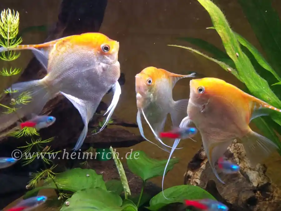 Pterophyllum spec. Gold/ Rot, XL 4er-Group (Skalar spec. Gold/ Rot) Heißes Angebot