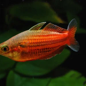 Sale Melanotaenia ogilbyi - 8er-Group (Ogilbyi's Regenbogenfisch)