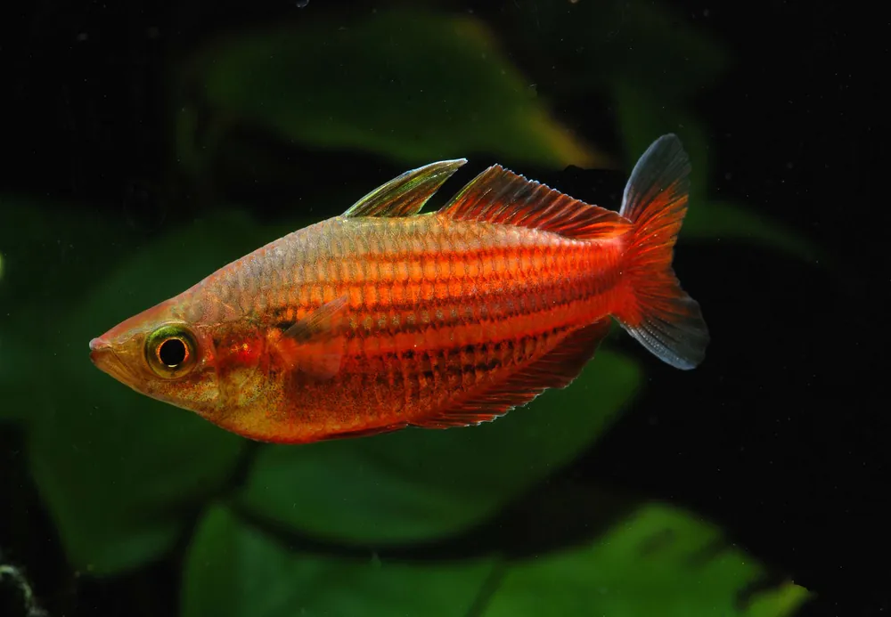 Sale Melanotaenia ogilbyi - 8er-Group (Ogilbyi's Regenbogenfisch)