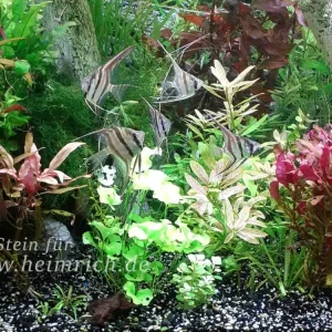 ALTUM-Skalar spec. RIO INIRIDA, small 6er-Gruppe (Pterophyllum altum WFNZ) Nur Für Kurze Zeit