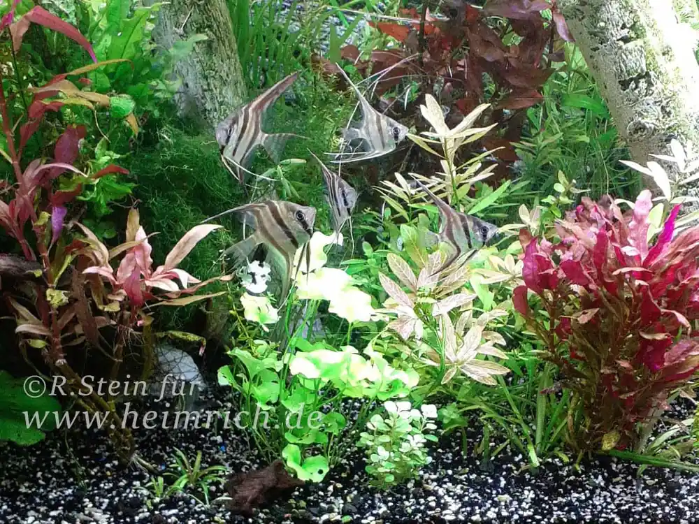 ALTUM-Skalar spec. RIO INIRIDA, small 6er-Gruppe (Pterophyllum altum WFNZ) Nur Für Kurze Zeit