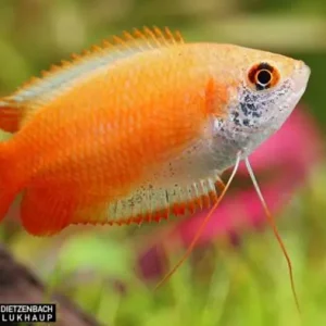 Honiggurami GOLD spec Super Red, 6er Gruppe (Colisa chuna) Online Kaufen