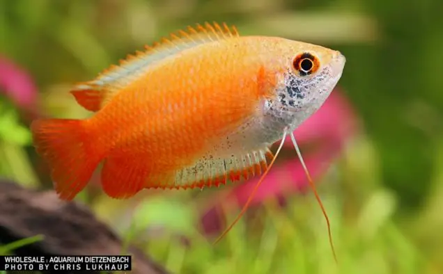 Honiggurami GOLD spec Super Red, 6er Gruppe (Colisa chuna) Online Kaufen