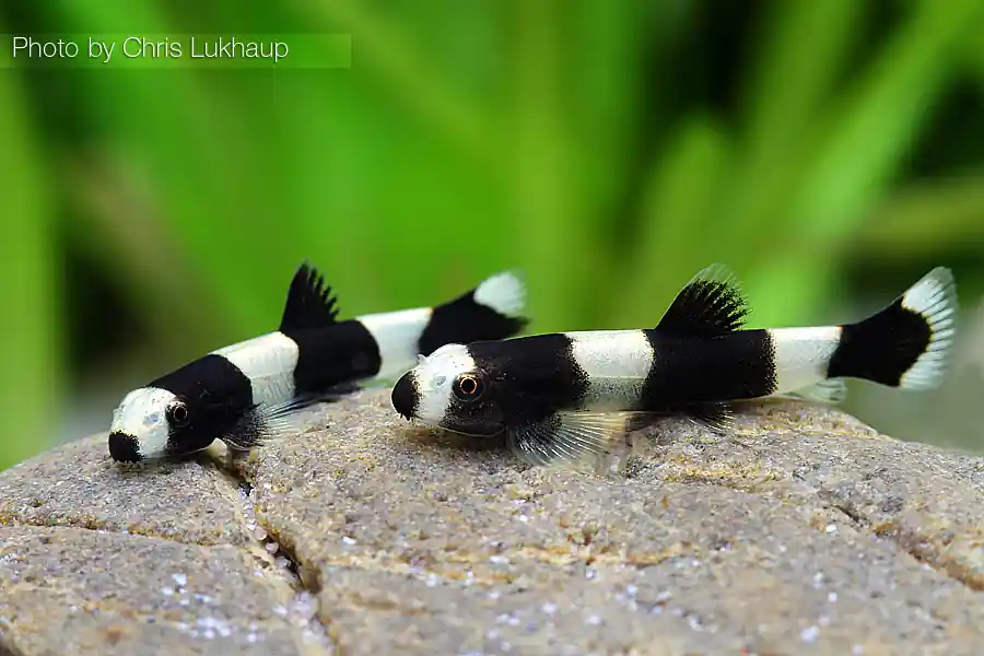 Begrenztes Angebot PANDA-Bergbachschmerle, sm 5er-Gruppe (Yaoshania pachychilus)