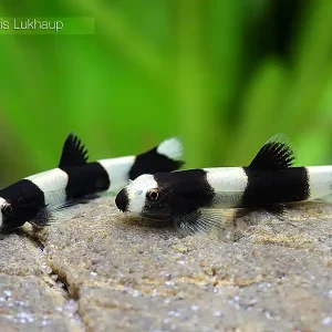 Online Kaufen PANDA-Bergbachschmerle, sm 8er-Gruppe (Yaoshania pachychilus)