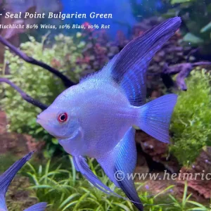Neue Ware Skalar Seal Point Bulgarien Green, XL (Pterophyllum scalare)