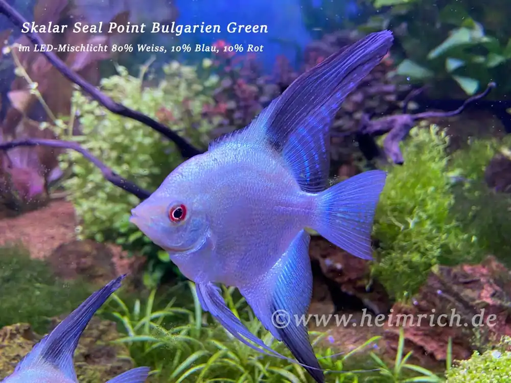 Neue Ware Skalar Seal Point Bulgarien Green, XL (Pterophyllum scalare)