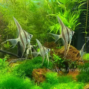 ALTUM-Skalar spec. RIO INIRIDA, med (Pterophyllum altum WFNZ) Beliebt
