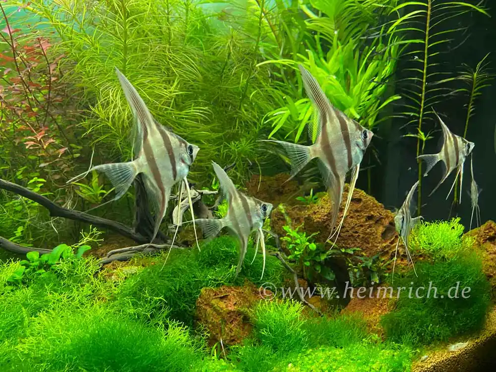 ALTUM-Skalar spec. RIO INIRIDA, med (Pterophyllum altum WFNZ) Beliebt