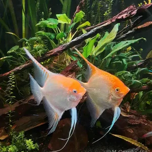 Top-Seller Pterophyllum spec. Gold/ Rot, XL Zuchtpaar (Skalar spec. Gold/ Rot)