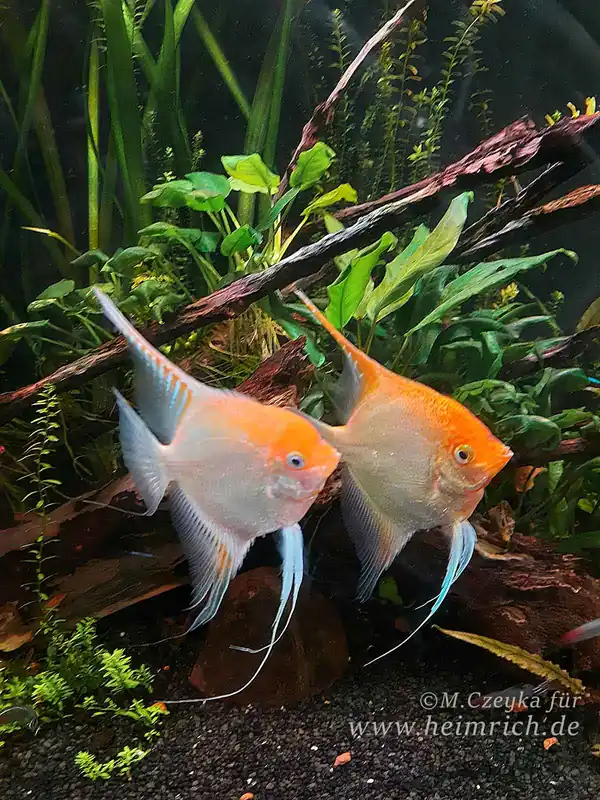 Top-Seller Pterophyllum spec. Gold/ Rot, XL Zuchtpaar (Skalar spec. Gold/ Rot)